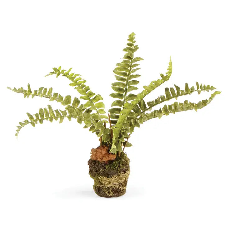 Boston Fern Drop-in, 7.5&quot;